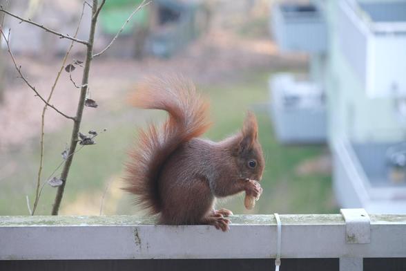 Ein Eichhörnchen sitzt auf einem Balkongeländer. Es hält eine Erdnuss in den Pfoten und knabbert daran. Im Hintergrund unscharf ein die Balkone des Nachbar-Hauses und ein Stück Wiese.