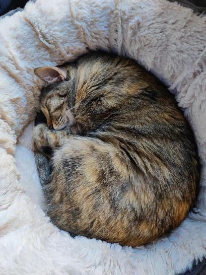 Mi gata Kat durmiendo echa una bola en su camita. Con la carita apoyada en las patitas y  dando la sensación de que abraza su cola.