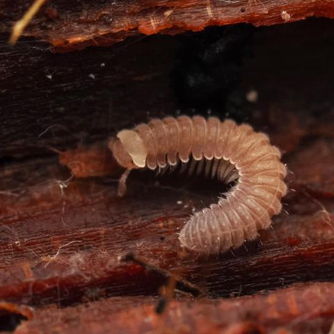 A peach-coloured millipede with chubby antennae and a pale tan-coloured headpiece that looks like a hoodie. It is curling around as it reverses direction while walking over a piece of wood.