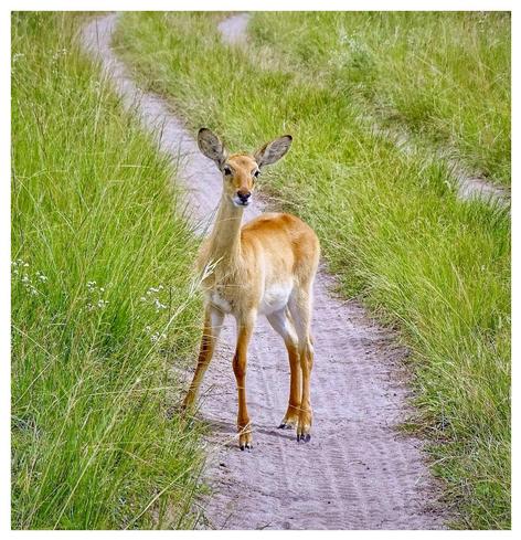 A young impala stands and pauses with a curious look on its face in the green grassy tracks of the Queen Elizabeth National Park, Uganda 