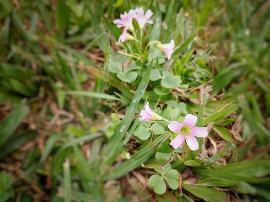 Wildflowers. Oxalis debilis (corymbosa).
#Blackside #CloseUp #earthnow #elitepix #fotomasters #Growth #hey_ihadtosnapthat #imagehub #Nature #Outdoors #Plant #pictas #pictas_macro #podium #podium_macro #pictas_macro  #rebel_macro #rebels_united #Snap_allnature #Snap_colours #Snap_community #Snap_community_member #Snap_country #Snap_dephoffield #Snap_flowers  #Snap_macro #vero #verofamily #verofriends #verotography
