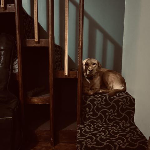 a golden dog sits on the stairs between a banister and the shadow of the banister, staring at me