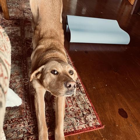 a short hair golden dog looks up at me and does the yoga pose Downward Dog
