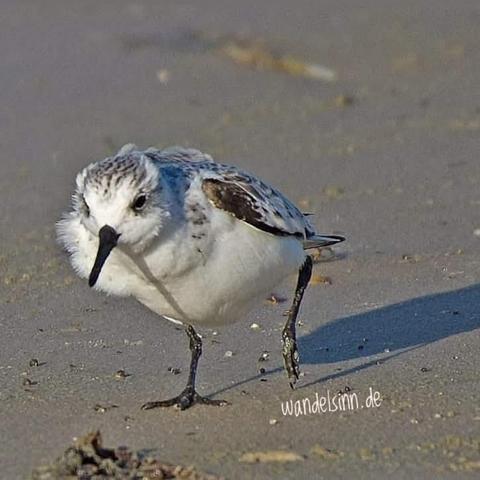 Ein Vogel läuft über den Sand am Strand. Er ist hauptsächlich weiß mit braunen Einsprengseln. Sein Hals ist bauschig. Die Spitzen der Federn sind gut zu erkennen. Es ist so sonnig, dass das Tier einen Schatten wirft. Seine Beine sind im Schattenbild sehr dünn. Ein Fuß hängt durch seine Laufbewegung in der Luft. Schriftzug: wandelsinn.de