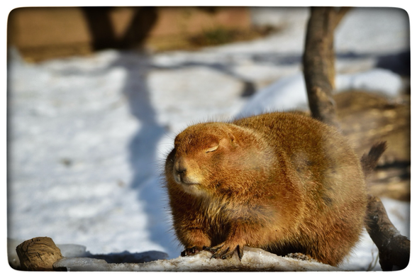 The prairie dog nestled deeper into its burrow, the scent of damp earth and frosted grass filling its senses.