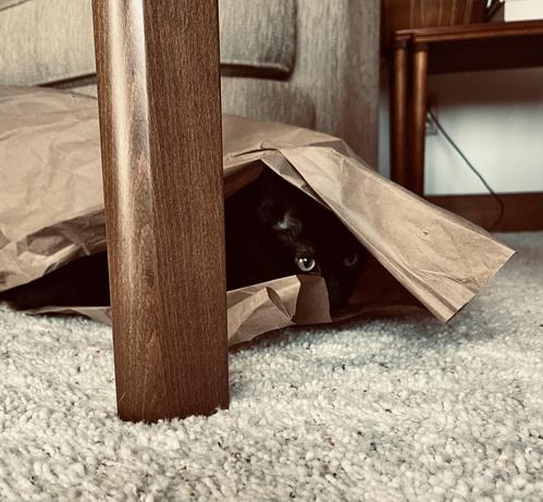 behind a table leg, a  black cat under some brown paper, where no one can see him, looks out at his target