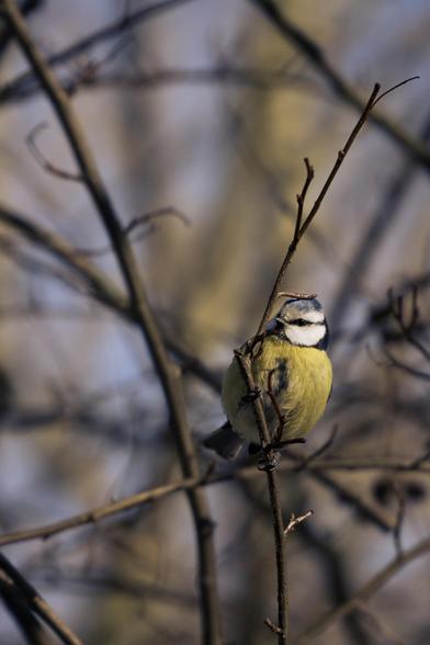 A small blue tit sits on a thin branch among bare twigs. It looks attentively to the side, as if posing. The background is blurred with warm brown and blue tones.