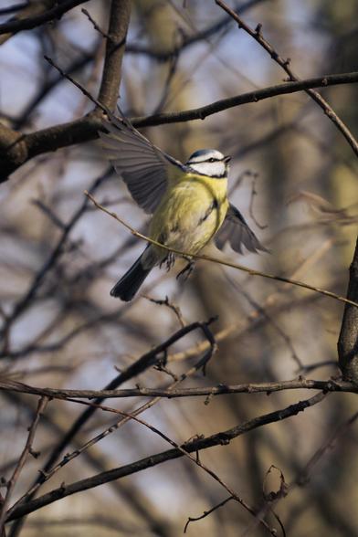A blue tit with outstretched wings takes off from a branch. Its yellow-blue coloring stands out among the bare branches. The background is blurred, creating a natural woodland atmosphere.