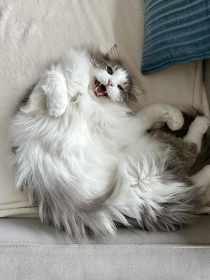 Thor, a fluffy grey and white bicolor half-Ragdoll cat, curled up on a cream blanket on a grey sofa, with his luxuriously fuzzy white belly exposed. His mouth is half open in a meow, as he affirms that yes indeed he is the cutest. 