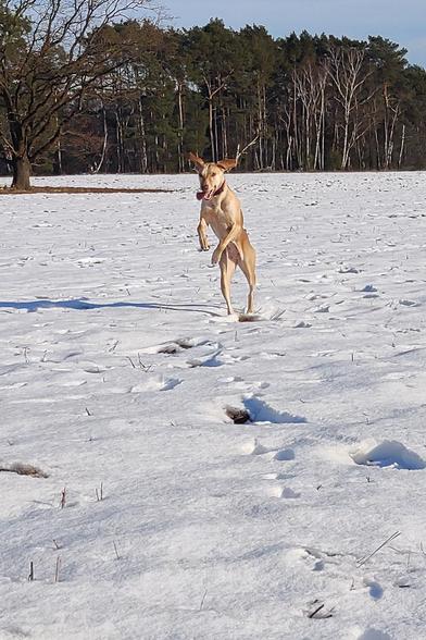 Blonde dog jumping on a snow covered field.