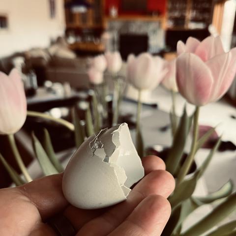 holding an empty, broken teal colored eggshell in front of some out of focus pink tulips