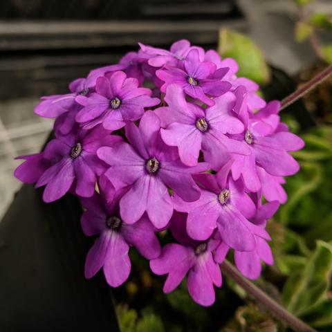 A square cropped closeup photo of a pink looking verbena flower cluster. There are about 20 flowers visible. The center of the flowers have a white-ish fuzzy oval area with a yellow bit in the middle.