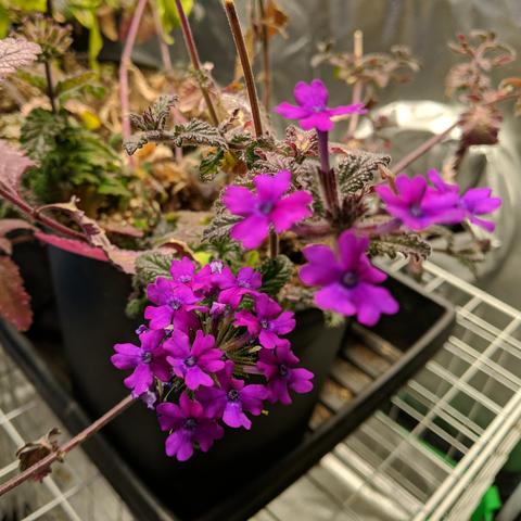 A square cropped photo showing a couple of verbena flower clusters. They are a bright or vivid pink color of sorts. There are over a dozen individual flowers. The leaves of the plant are sort of red looking. The pot is sitting in a black plastic 1020 tray that is on top of a grid of wire rack boxes. They are inside a grow tent that has reflective sides visible in the background.