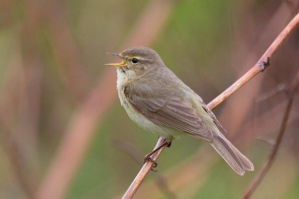 Mosquitero común (Phylloscopus collybita). Foto: Andreas Trepte en Wikipedia ( https://es.wikipedia.org/wiki/Archivo:Chiffchaff_-_Phylloscopus_collybita.jpg )