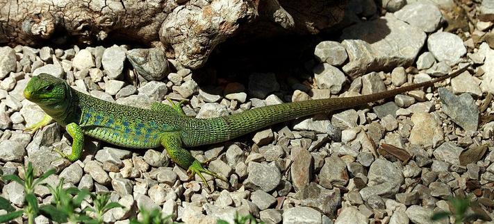 Lagarto ocelado (Lacerta lepida). Foto: Lanzi en Wikipedia ( https://species.wikimedia.org/wiki/File:Timon-lepidus-entirely.jpg )