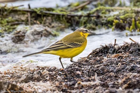 Lavandera boyera (Motacilla flava). Foto: Gérard Meyer en Wikipedia ( https://commons.wikimedia.org/wiki/File:Bergeronnette_printani%C3%A8re._-_Flickr_-_Ferdinand23.jpg )