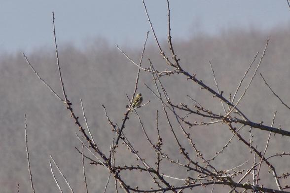 A small bird perched on a bare tree branch, surrounded by a blurred background of trees. The image captures a serene, natural setting.
