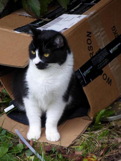 Black and white cat sitting outside a cardboard box