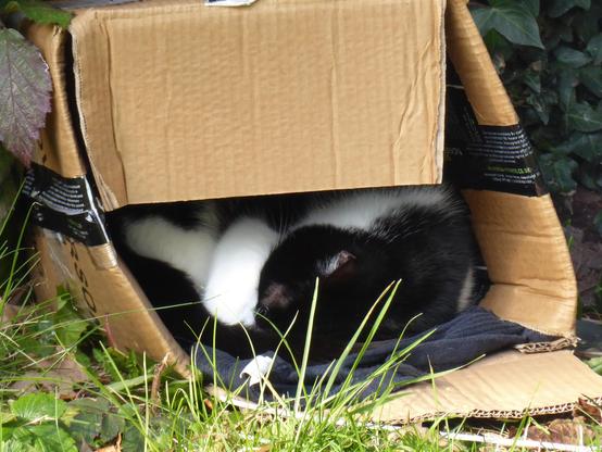 Black and white cat sleeping inside a cardboard box, using its paw to cover its eyes from the sun
