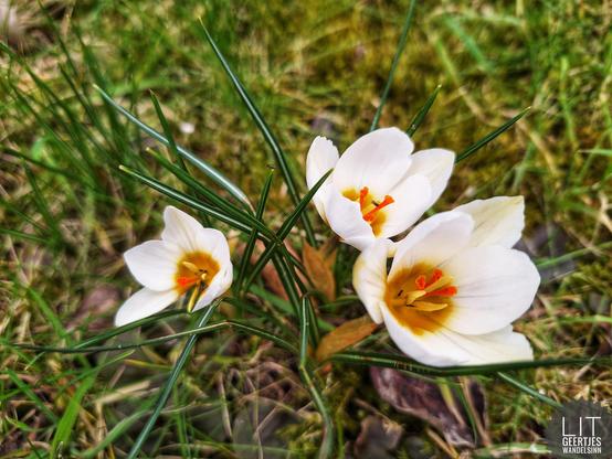 Drei weiße Blumen mit gelboranger Mitte und helldunkelgrünen schmalen Blättern mitten im gelbgrünen Gras.