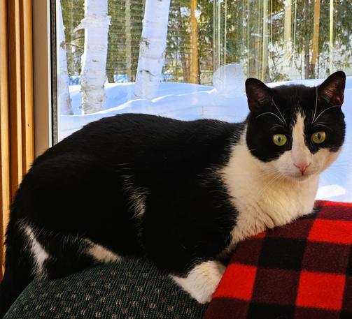 Tuxedo cat resting on the back of a green couch with a buffalo plaid blanket and snowy world outside the window.