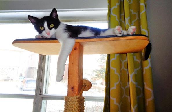 Tuxedo cat kitten on the top of a cat tree with front leg extended. His ears are very big!