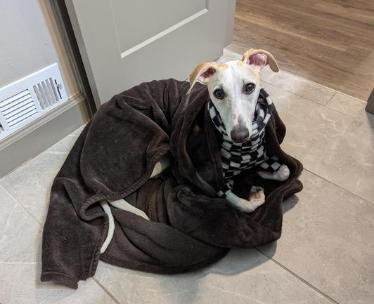 Whippet sitting on the bathroom floor wrapped in a blanket
 