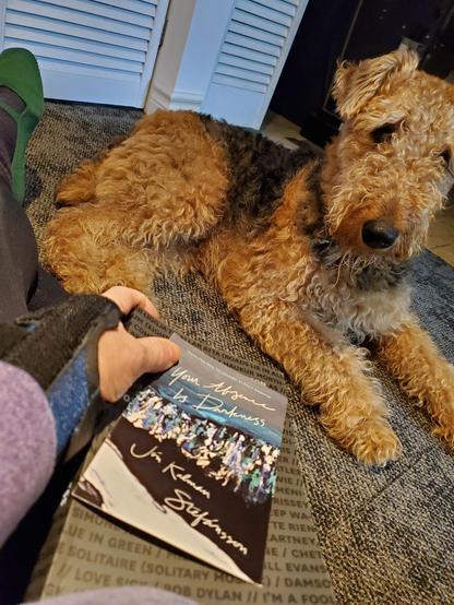 Mavis the young Airedale sits next to me on the floor. I'm holding the book Your Absence is Darkness by Jón Kalman Stefánsson, translated by Philip Roughton (Biblioasis), and my left hand with a wrist splint and one of my feet shod in a green mary jane shoe are visible.