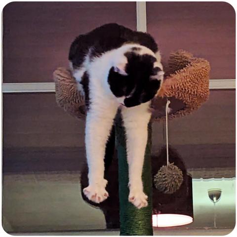 Lemon the cat dangling her front paws off her cat tree, claws fully extended and looking intimidating.