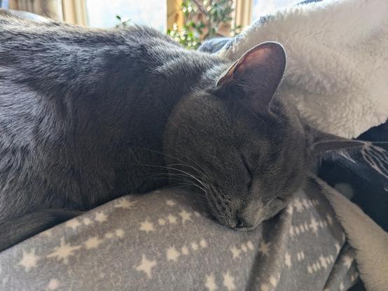 A grey cat sleeping on soft-looking pajama pants, next to a fluffy blanket.