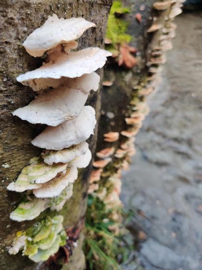 Pale shelf fungi cling to a tree, hanging out over a shallow stream below.