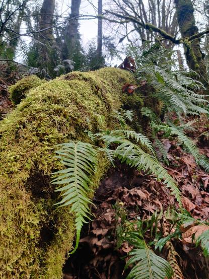 A mossy logs hosts a few ferns, enjoying the plentiful rain.