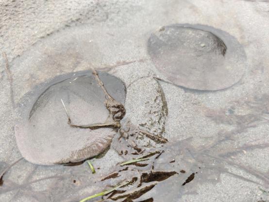 Two sand dollars in shallow sandy pools.