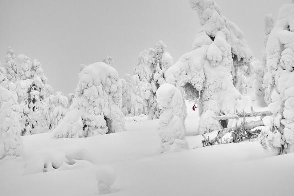 Schneelandschaft mit Bäumen und Langläufer.