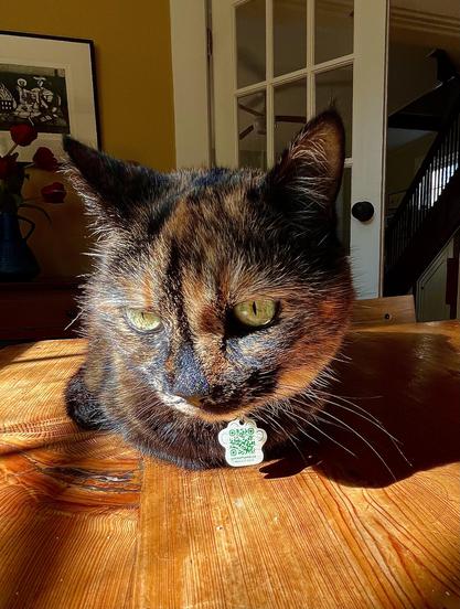 An old tortoiseshell cat sits on a wooden table in the sunlight. In the background is a Joe Davie print and a glass panelled door.