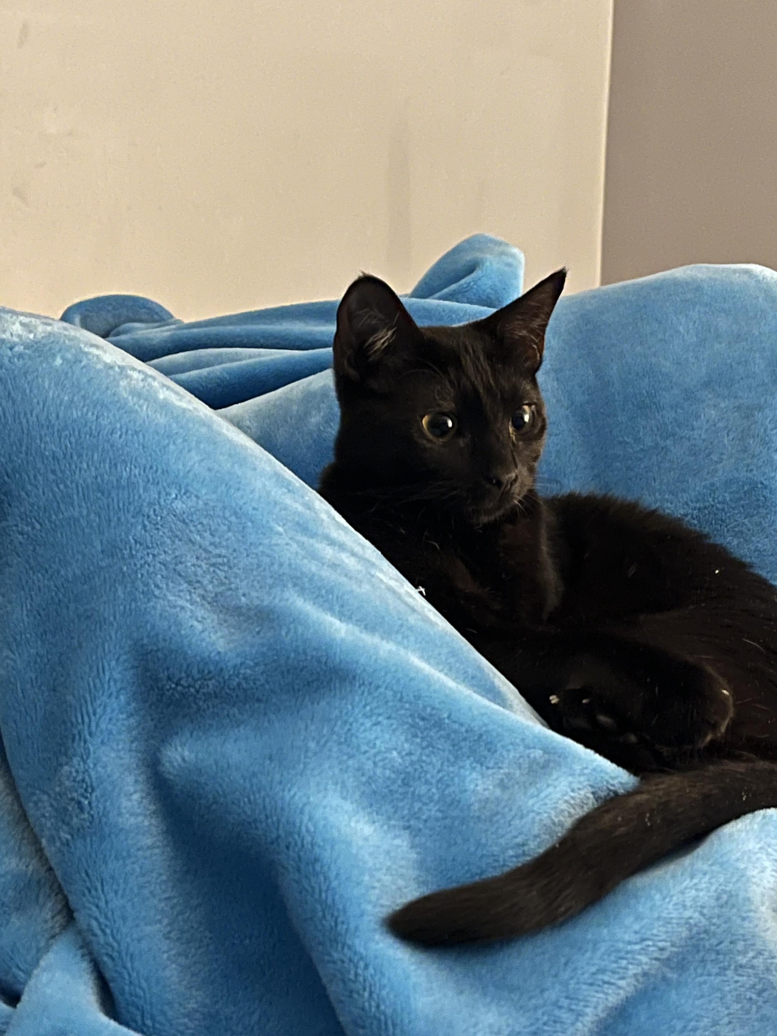 A black kitten, lying on a blue fleece blanket looks attentively to the right