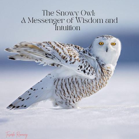 snowy owl