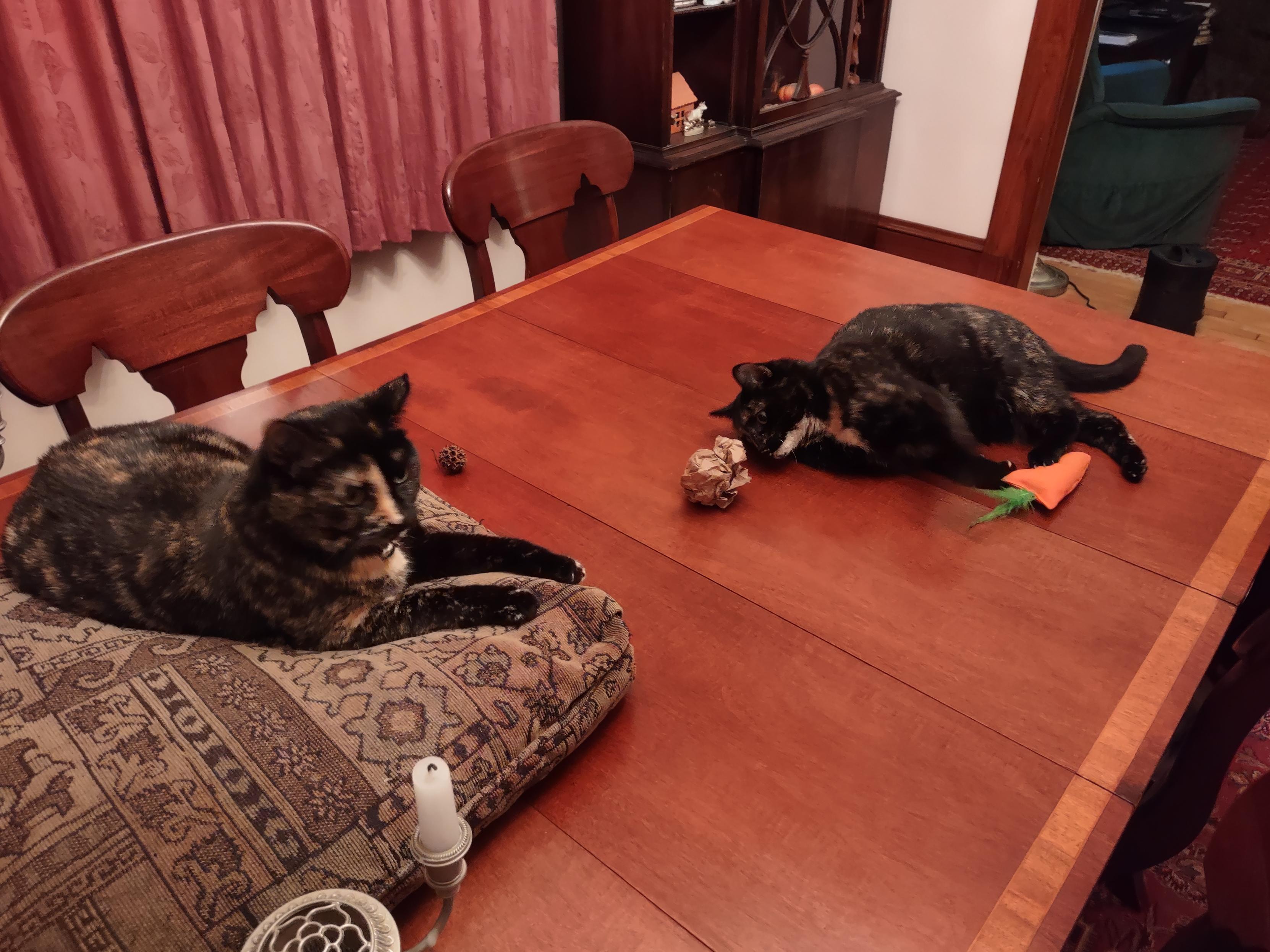 Two mostly black cats on a wood table. One is lounging on her side across a tapestry pillow while the other is playing with a wadded-up-paper ball and a catnip-stuffed toy carrot.