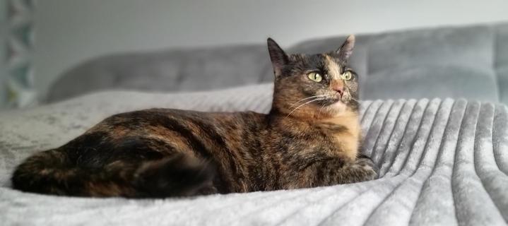 My torbie cat Mina loafing on a grey bed