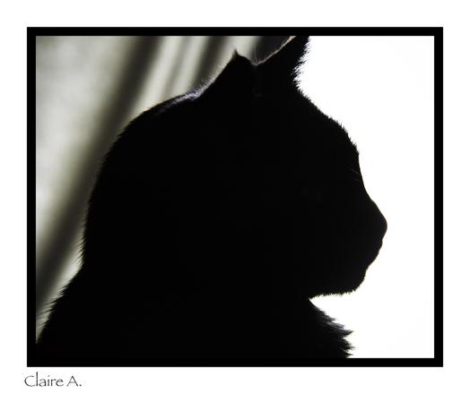 Tête de chat noir en contrejour, vu de profil. La partie gauche de la photo est sombre à cause du rideau. Tandis que la partie droite laisse bien voir le profil du chat, grâce à la lumière blanche provenant de la fenêtre à l'arrière.