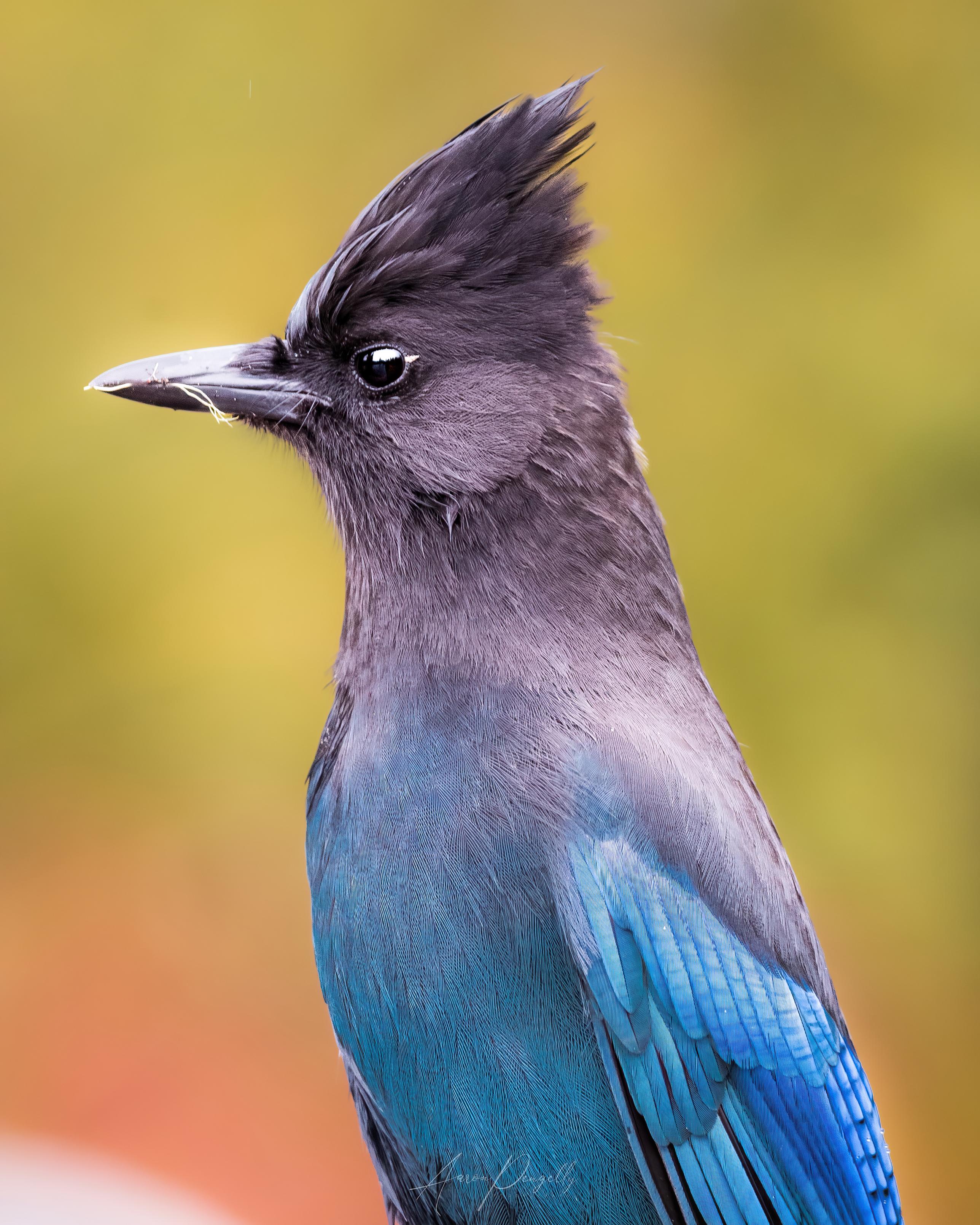 A stellar jay stands upright in the middle of the frame with the upper half of its body visible and facing towards the left side of the frame. The black feathers of its head and neck blend into rich blue feathers of its shoulders, wings, and chest. The black and blue colours of the stellar jay contrasts with a bright green and orange background created by blurred out fall foliage of an alpine forest during a sunny autumn day. 