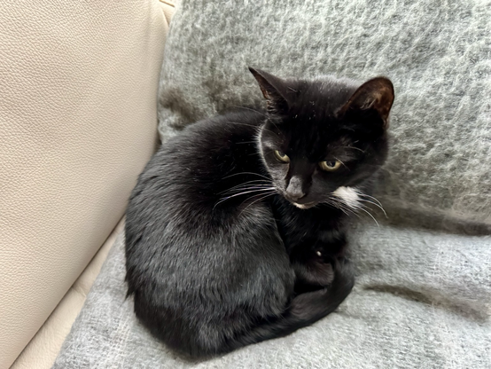 Black cat on a blanket.