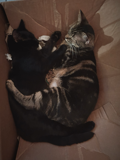 Virgil and Henry the cats 