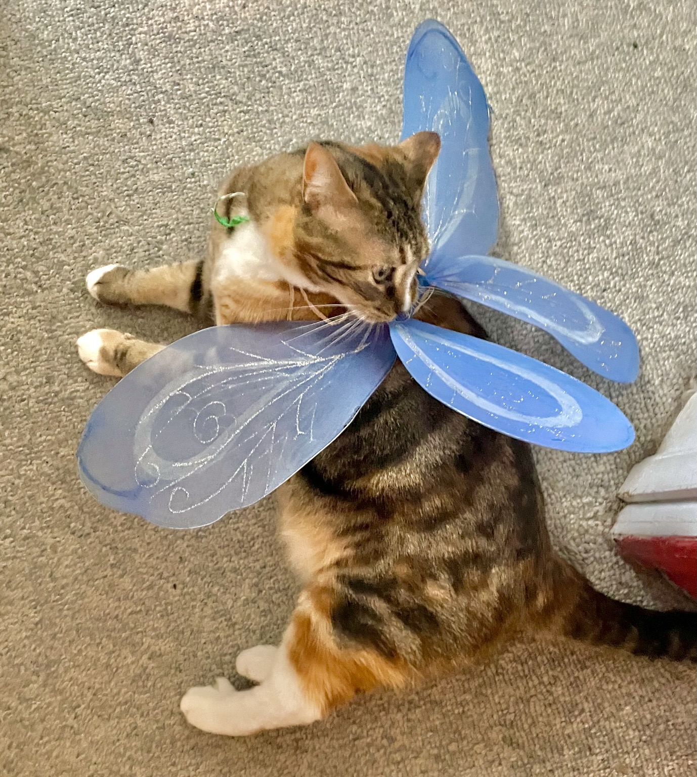 A tortoiseshell swirly tabby with white paws and chest lying on a rug. Some cheap blue butterfly-ish wings are loosely attached to her back and she is turned around trying to get them off. She’s a little chonky and frankly the wings would have to be quite a bit larger to carry her even if she knew how to fly. But it is cute!