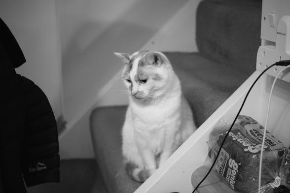 A sloppy test photo of my cat on the stairs. Any blur is down to shutter shake; the lens only opens up to f/3.5, so this was at 1/24, and taken quite hastily.