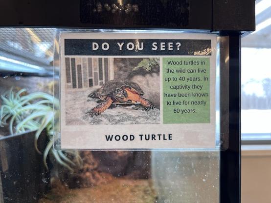 A sign in the corner of the wood turtle’s aquarium tank says the following: 
“DO YOU SEE? Wood turtles in the wild can live up to 40 years. In captivity they have been known to live for nearly 60 years. WOOD TURTLE”