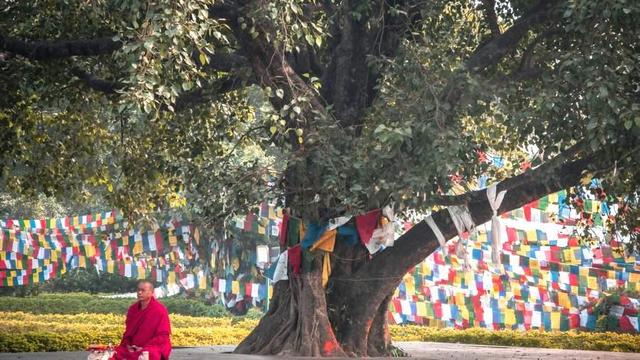 Buddhist monastic sitting under a Bodhi tree.