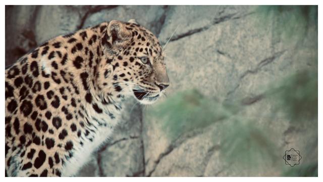 Amur leopard close up