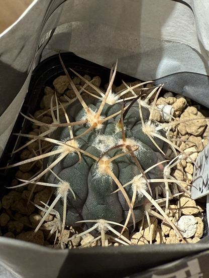 Gymnocalycium spegazzinii (天平丸)