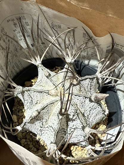 Astrophytum capricorne var. niveum (白瑞鳳玉)